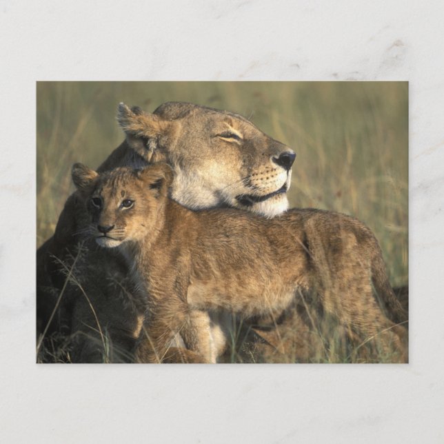 Kenya, Masai Mara viltreservat, Lejonhona Vykort (Framsida)