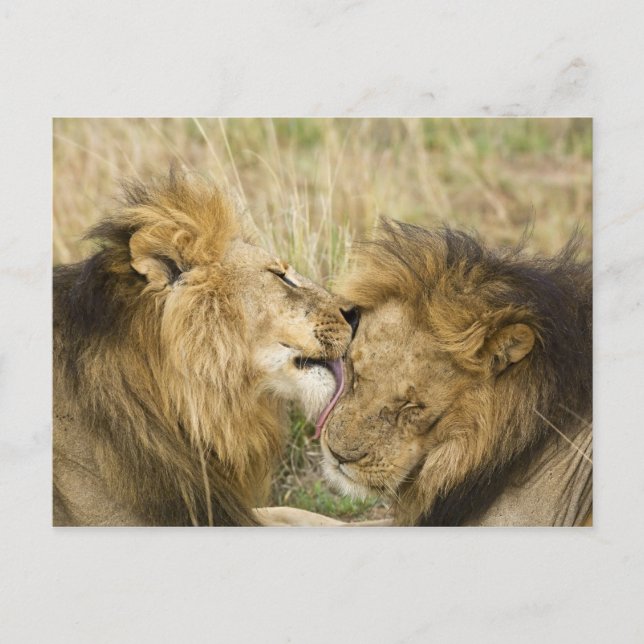 Kenya, Masai Mara Vykort (Framsida)