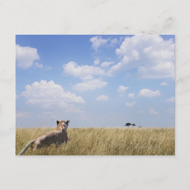 Kenya, Masai Mara Vykort (Framsida)