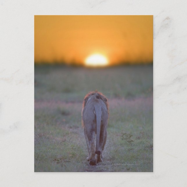 Kenya, Masai Mara Vykort (Framsida)