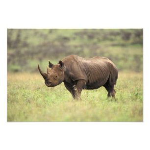 Kenya, Nairobi Nationalpark. Svart noshörning Fototryck