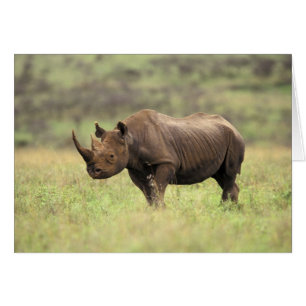 Kenya, Nairobi Nationalpark. Svart noshörning Hälsningskort