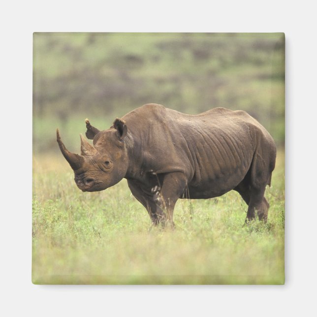 Kenya, Nairobi Nationalpark. Svart noshörning Magnet (Framsidan)