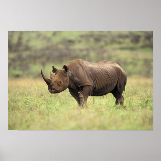 Kenya, Nairobi Nationalpark. Svart noshörning Poster (Framsidan)