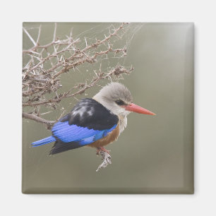 Kenya. Närbild av gråhuvad kungfiskare Magnet