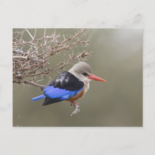 Kenya. Närbild av gråhuvad kungfiskare Vykort (Framsida)
