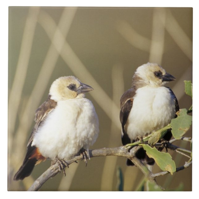 Kenya, Samburus nationella reserv Kakelplatta (Framsidan)