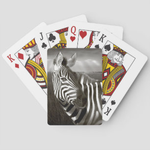 Kenya. Svart & vitt av zebra och slätt. Spelkort