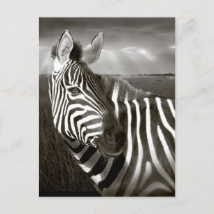 Kenya. Svart & vitt av zebra och slätt. Vykort