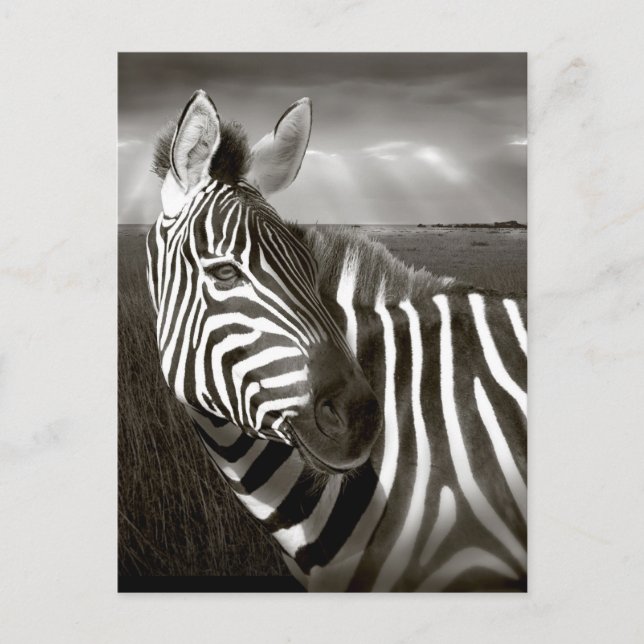 Kenya. Svart & vitt av zebra och slätt. Vykort (Framsida)