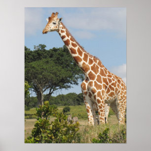 KENYA Towering Giraffe Poster