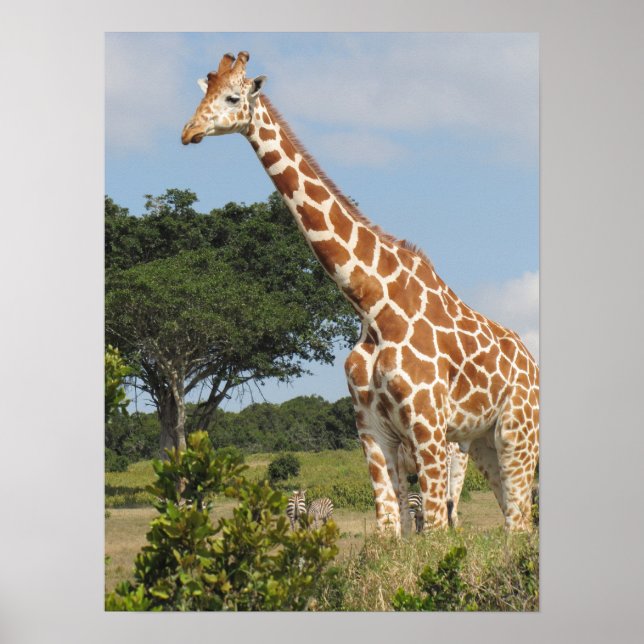 KENYA Towering Giraffe Poster (Framsidan)