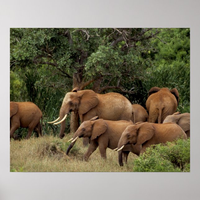 Kenya: Tsavo East National Park, flock afrikanska Poster (Framsidan)