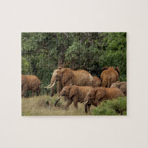 Kenya: Tsavo East National Park, flock afrikanska Pussel