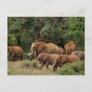 Kenya: Tsavo East National Park, flock afrikanska Vykort