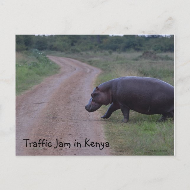 Kenyas Afrika Traffic Sylt Hippo Vykort (Framsida)