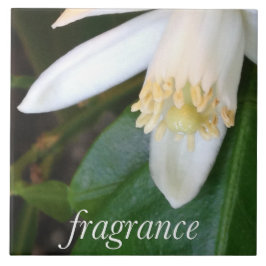 Keramikfliese "Fragrance" - DesignDElia Kakelplatta