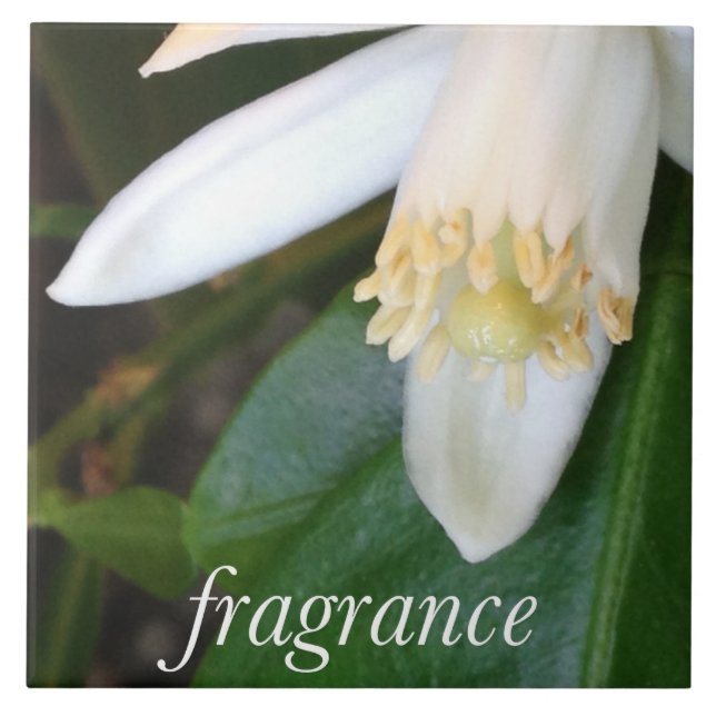 Keramikfliese "Fragrance" - DesignDElia Kakelplatta (Framsidan)