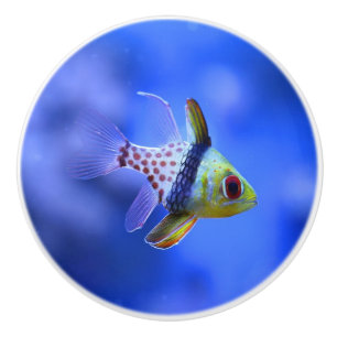 Keramisk knopp för PajamaCardinalfish