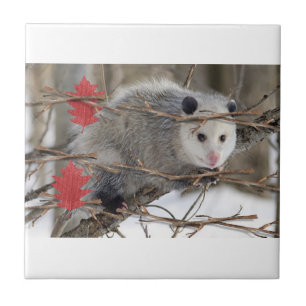 Keramisk platåtyp av opossum kakelplatta