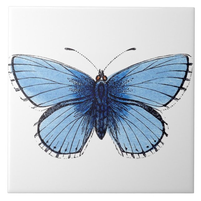 Keramisk platta - Blå fjäril Kakelplatta (Framsidan)