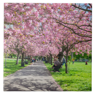 keramisk platta för blommar av körsbär kakelplatta