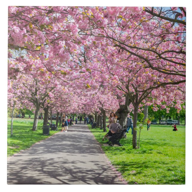 keramisk platta för blommar av körsbär kakelplatta (Framsidan)