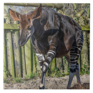 Keramisk platta, okapi kakelplatta