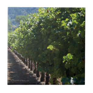Keramisk Sonoma County vingård - belägga med tegel Kakelplatta