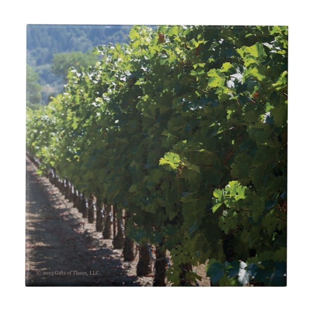 Keramisk Sonoma County vingård - belägga med tegel Kakelplatta (Framsidan)