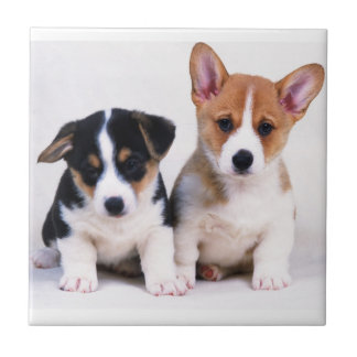 Keramiska Corgivalpar belägger med tegel Kakelplatta