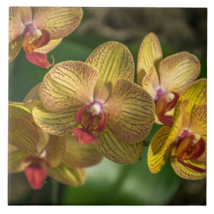 Keramiska gula orchids belägger med tegel kakelplatta