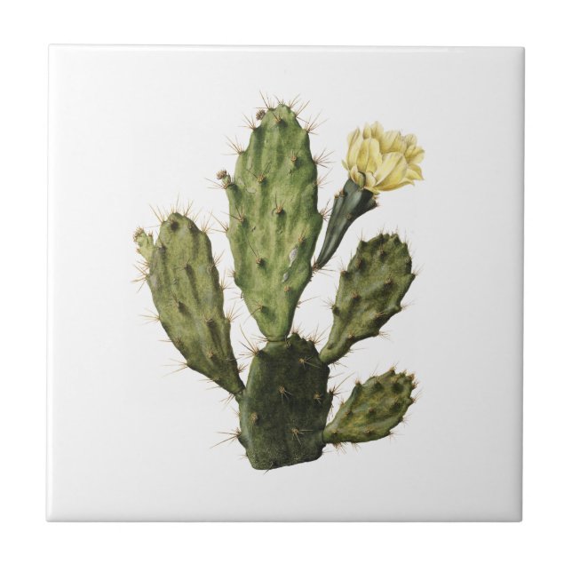 Keramiska plattan i Cactus Flower Vintage Teckning Kakelplatta (Framsidan)