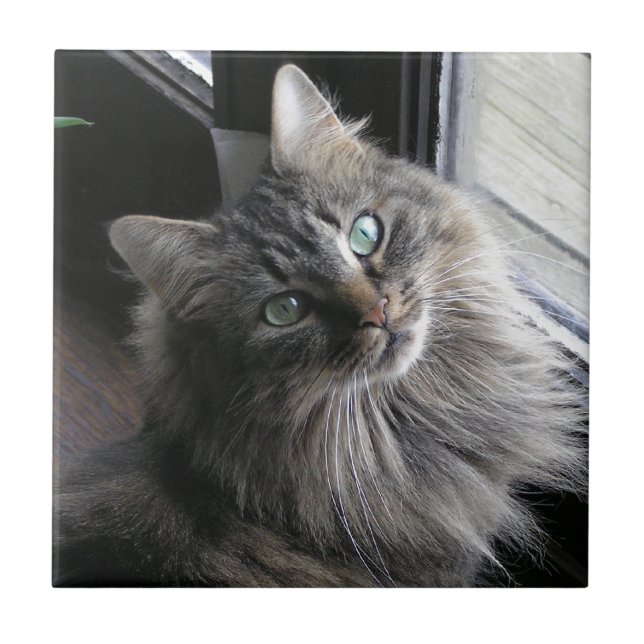 Keramiska plattan Kattunge Kakelplatta (Framsidan)