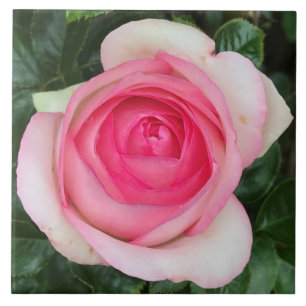 Keramiska plattan rosa ros kakelplatta