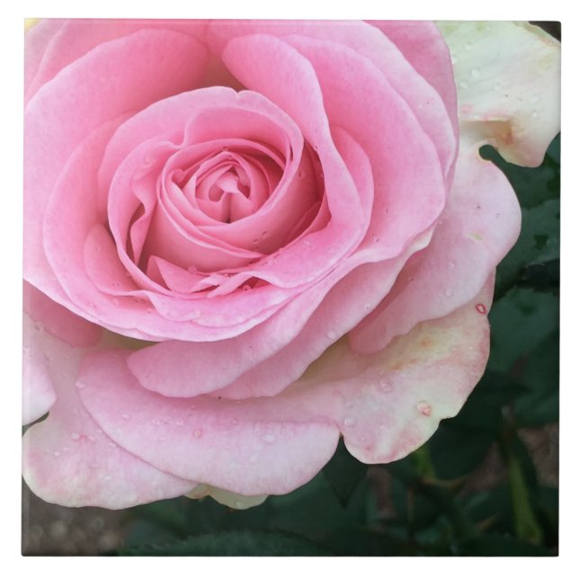 Keramiska plattan rosa ros kakelplatta (Framsidan)