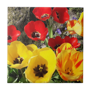Keramiska plattor av Gult och rött Tulips Kakelplatta