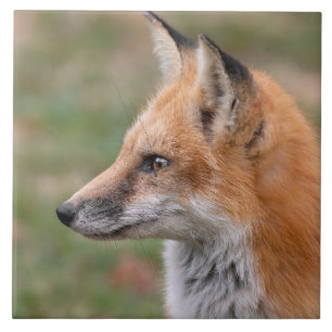 Keramiska plattor för foxprofil kakelplatta