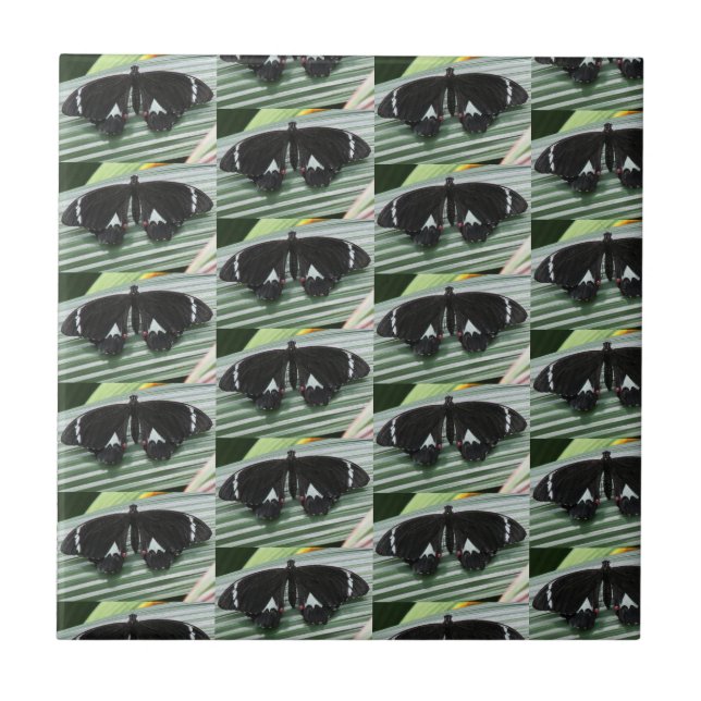 Keramiska plattor för svart och vitt fjäril kakelplatta (Framsidan)