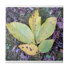 Keramiska plattor, Höst löv Kakelplatta