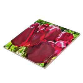 Keramiska plattor, röda tulpaner kakelplatta