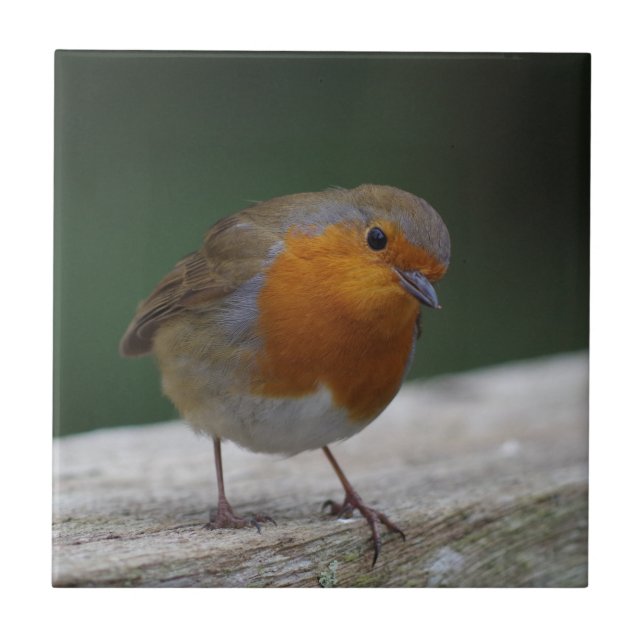 Keramiska Robin belägger med tegel Kakelplatta (Framsidan)