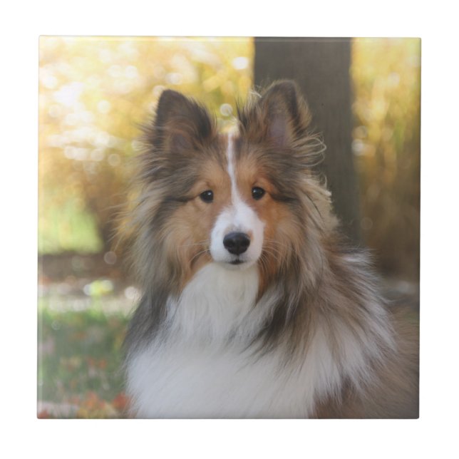 Keramiska Sheltie belägger med tegel Kakelplatta (Framsidan)