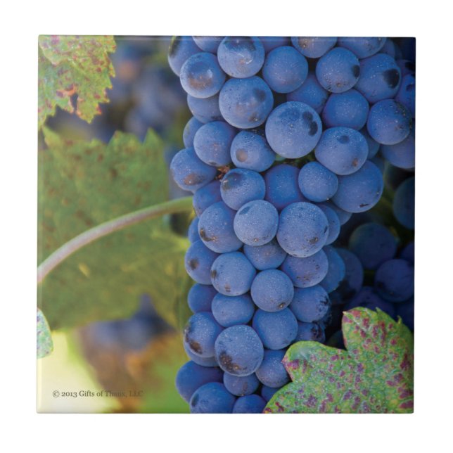 Keramiska Sonoma County vingårddruvor - belägga Kakelplatta (Framsidan)