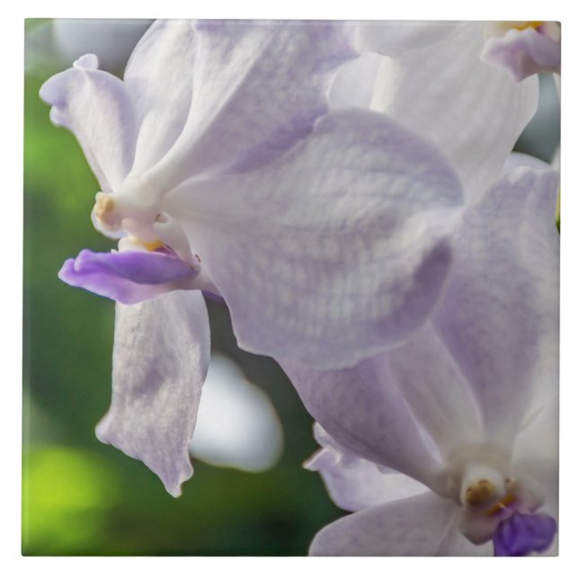 Keramiska vitorchids belägger med tegel kakelplatta (Framsidan)