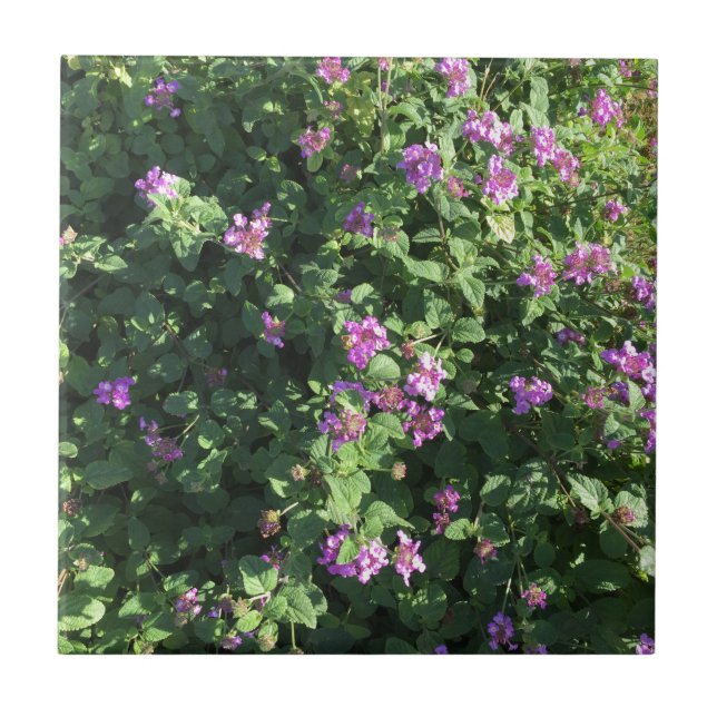 Keramiskt belägga med tegel (4,25" x 4,25") kakelplatta (Framsidan)