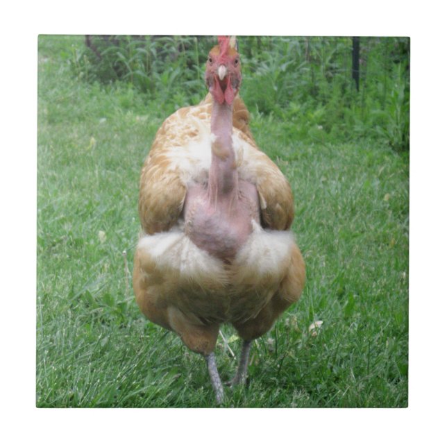 Keramiskt belägga med tegel med den Turken hönan Kakelplatta (Framsidan)