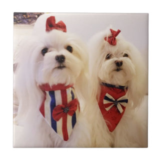 Keramiskt belägga med tegel med maltesiskt kakelplatta