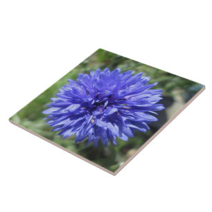 Keramiskt plattor - Knappen Cornblomma Blue Bachel Kakelplatta