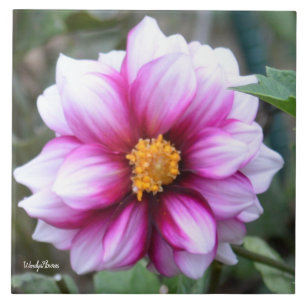 Keramiskt plattor med rosa och vit dahlia kakelplatta